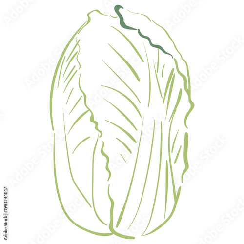 Hand drawn napa cabbage in vector doodle style. Fresh Chinese cabbage vegetable isolated on white background for Asian cuisine, healthy food and farm market design.