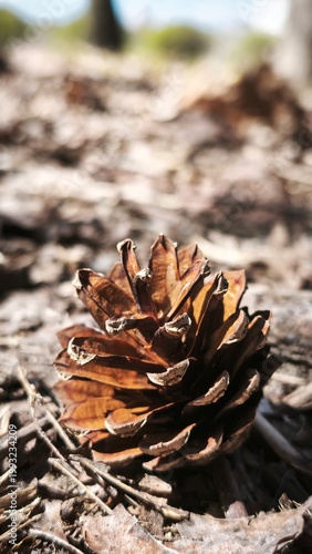 pine cones on the ground