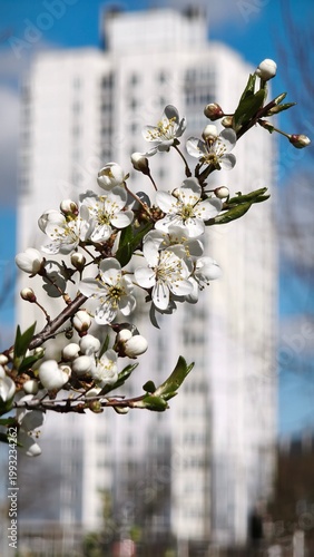 cherry blossom in spring