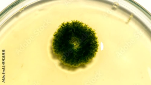 Timelapse of Green Mold Colony Growing on Agar Petri Dish.