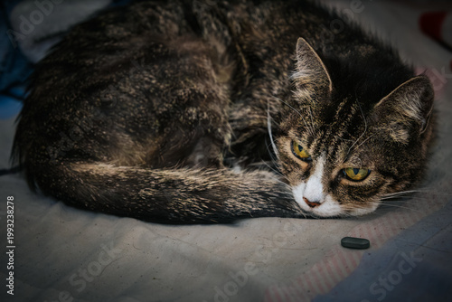Schilderij op canvas A close-up of a sleeping tabby cat with a small medicine capsule next to it, highlighting the concept of pet care or medication in a peaceful indoor environment