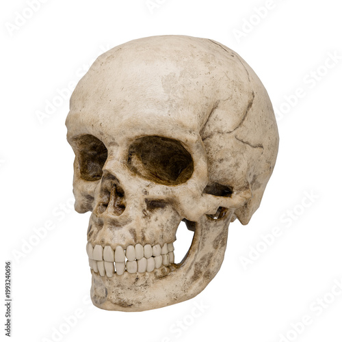 Dirty Human Skull 3D Render – Grunge Stylized Cranium Isolated on White