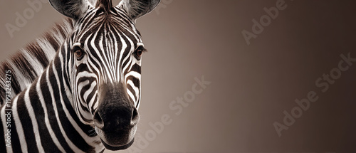 Close-up of a zebra facing the camera against a smooth brown gradient background, emphasizing natural black and white stripes with space for copy.