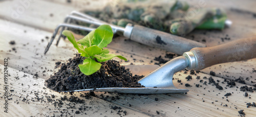 seedling of lettuce with soil on a planting shovel and other dirty garden equipment background lying on a wooden outdoor table, spring gardening