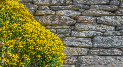 yellow alyssum flowers covering a part of stone wall with copy space on the r...