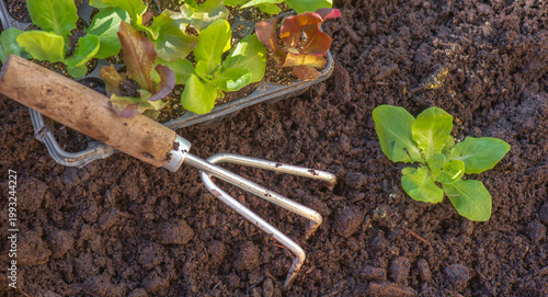 sowing salad in a tray placed on the soil of a garden for planting soil prepared with a garden claw