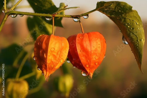 Orange Physalis Plant with Water Droplets on Branch After Rain Macro Close Up Autumn Nature Photography