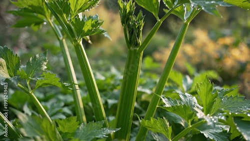Fresh celery stalks and leafy greens growing in a sunlit garden during daylight