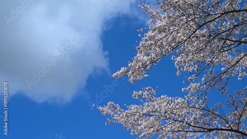春の桜と青空