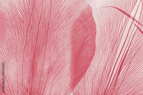 Macro view of dried flower petals with vein structures and translucent textures, minimal natural botanical rhythm pattern. Organic abstract style creative background, red pink pastel gradient color.