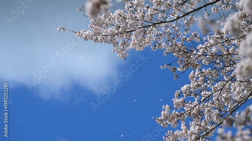 春の桜と青空