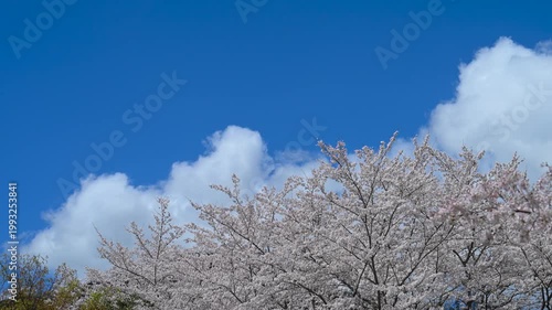 春の桜と青空