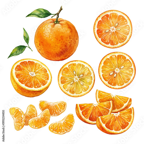 Watercolor painting collection of fresh oranges and citrus pieces