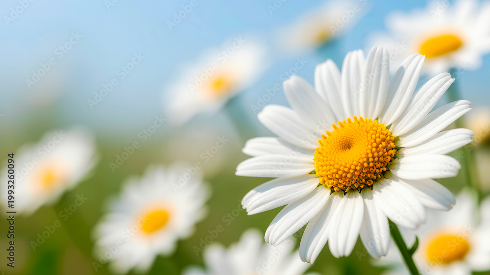 Fototapeta premium White daisy flowers close-up of blooming chamomile in a summer meadow under a blue sky
