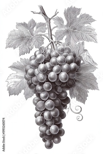 Ripe grape cluster with vine leaves engraving sketch detailed botanical fruit illustration design