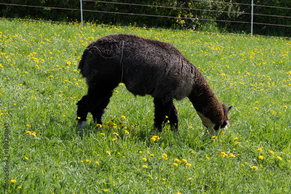 Fototapeta premium alpaka tier natur lama