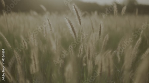 Golden Hour Grass Field Swaying Gently in a Peaceful Breeze