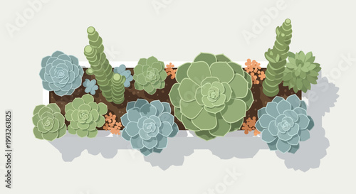 Succulent plants, cacti, and flowers, green and blue, vector illustration, decorative arrangement