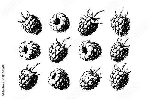 Set of hand-drawn raspberry illustrations in black and white, ink sketch style, isolated on white background. Concept of berry food art