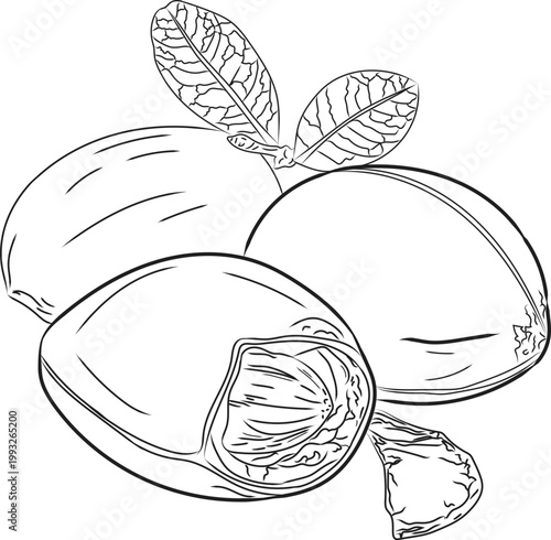 A simple hand-drawn Argan branch sketch with clean outlines, flying Argan slice, one-line art drawing of outline, vector minimalist illustration, doodle art, cartoon design