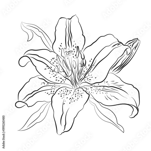 Schilderij op canvas Hand-drawn outline of a lilium flower