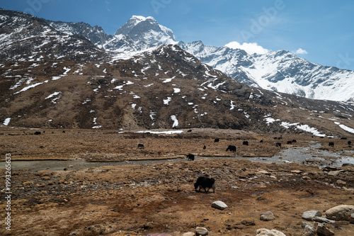 A wide-angle landscape of Yumthang Valley, North Sikkim, showing a small herd of yaks grazing in the vast valley floor beneath towering, snow-capped Himalayan peaks.