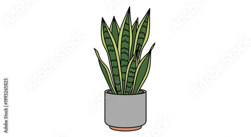 Snake Plant, Green Indoor Houseplant, Potted Leafy Decoration, Vector Illustration