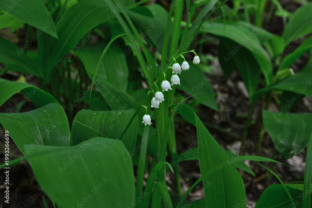Obraz premium a lily of the valley is blooming on the lawn front view