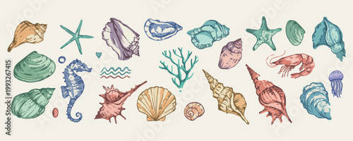 Sea shells and coral underwater, ocean marine life and nature, beach treasures and aquatic illustration, hand drawn seashells and marine plants, coastal nature and environment doodles, under the sea a