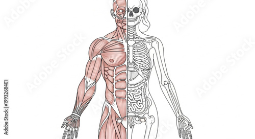 Human Anatomy Muscular System and Skeletal System Composite.