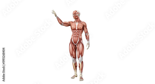 Human Anatomy Muscular System Male Figure.