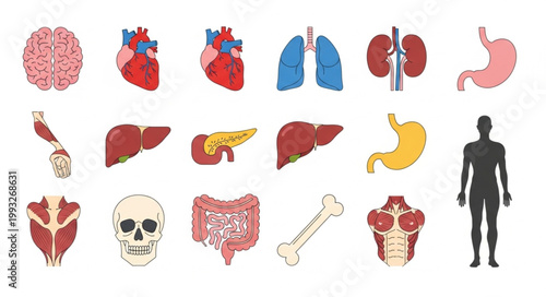 Collection of Human Organs and Anatomy Illustrations.