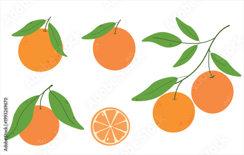 Orange Fruit Vector Set with Leaves, Minimal Flat Citrus Illustration Collection.