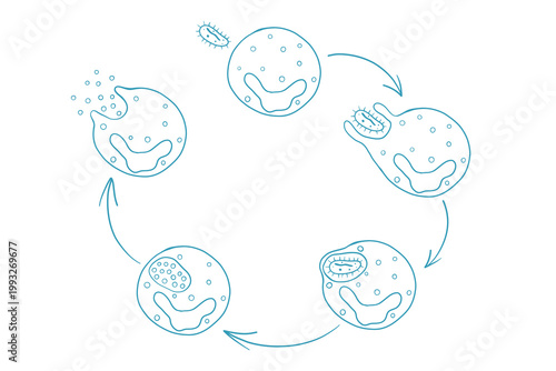 Scientific doodle style vector diagram illustrating phagocytosis mechanism, immune cell absorbing foreign particle step by step. healthcare content, microbiology concepts, educational design