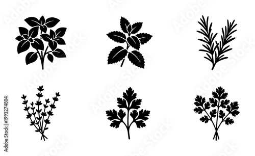 Fotografi Culinary herbs black silhouette icons set, 6 organic botanical vector elements,