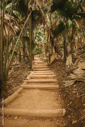 Stepped dirt path with wood logs ascending in a palm forest with coco de mer (Lodoicea maldivica) in Vallee de Mai, Praslin, Seychelles.