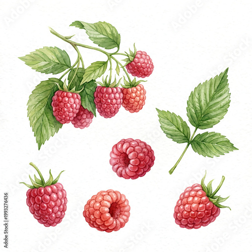 Watercolor aquarelle collection of fresh red raspberries