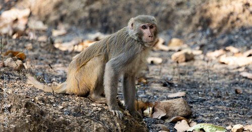 Foto a rhesus macaque in the forest