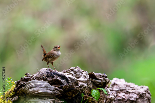 Zaunkönig im Wald auf einer Baumwurzel sitzend