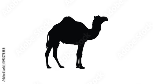 A striking black silhouette of a dromedary camel standing in profile silhouette
