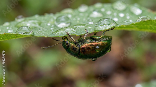 A closeup of an insect hiding under a leaf 