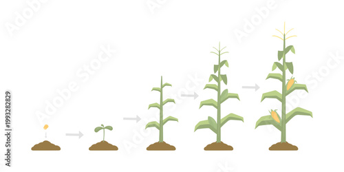 Vector illustration showing stages of corn growth from seed to mature plant with fully developed cobs. Agricultural lifecycle concept with step-by-step development of maize, isolated on white backgrou