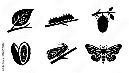 Moth life cycle vector icon set, biological metamorphosis stages from egg to adult insect, black silhouette butterfly development collection