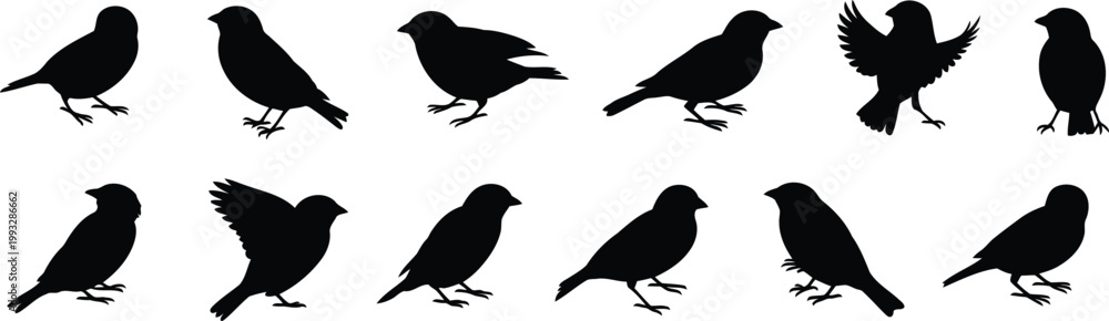 Fototapeta premium A group of small black bird silhouettes in various standing and flying poses on a plain white background