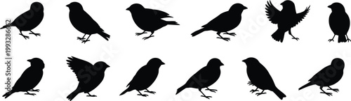 A group of small black bird silhouettes in various standing and flying poses on a plain white background