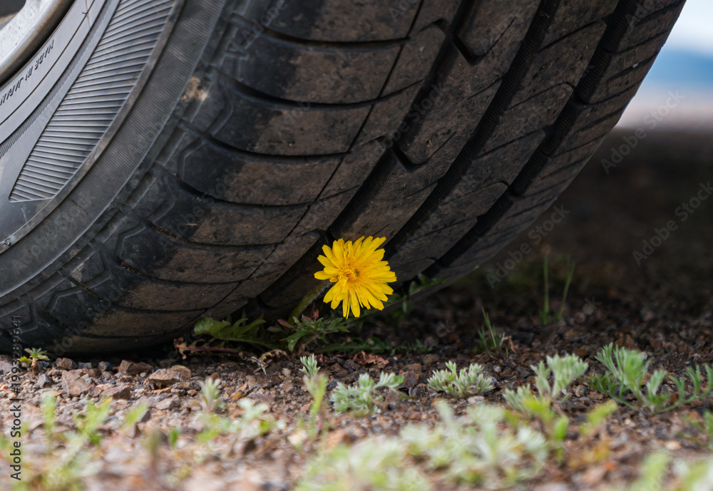 Obraz premium Bright yellow dandelion blooms on the dusty ground, resisting the pressure from a large parked vehicle tire