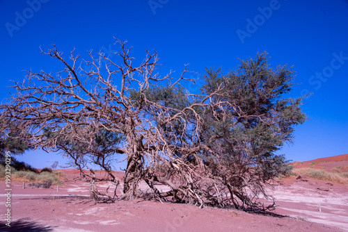 A solitary Acacia tree standing against the vast landscape of Namibia, its flat canopy silhouetted under the open sky of the African savanna.