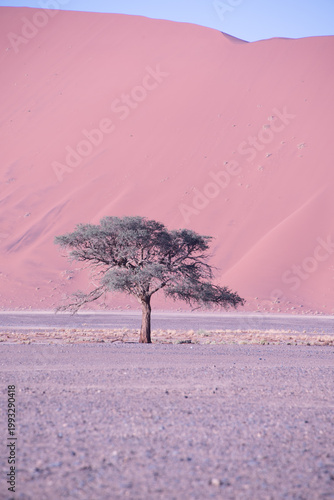 A solitary Acacia tree standing against the vast landscape of Namibia, its flat canopy silhouetted under the open sky of the African savanna.
