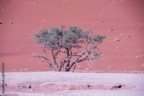 A solitary Acacia tree standing against the vast landscape of Namibia, its flat canopy silhouetted under the open sky of the African savanna.