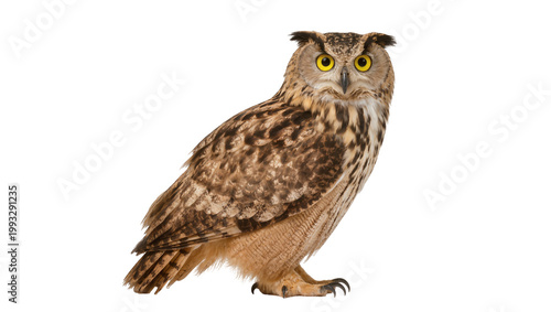 Photos Brown Eurasian Eagle Owl Perched with Yellow Eyes and Feathered Head